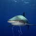 shark_silky_far_jar_v_0365_cub5437.jpg